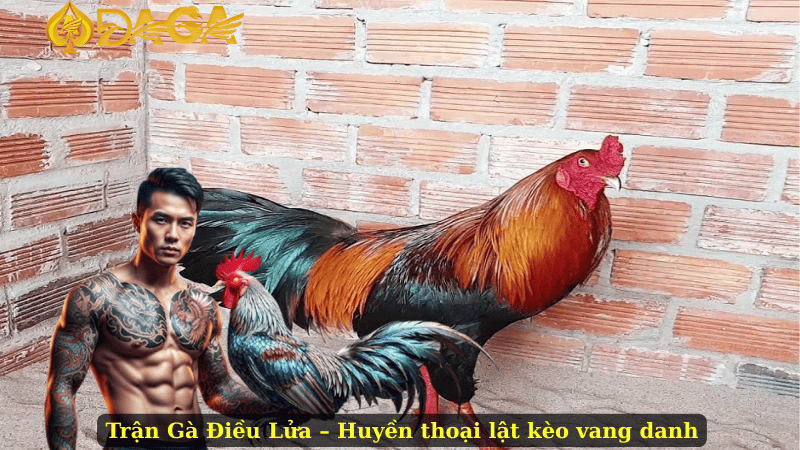 Trận Gà Điều Lửa – Huyền thoại lật kèo vang danh