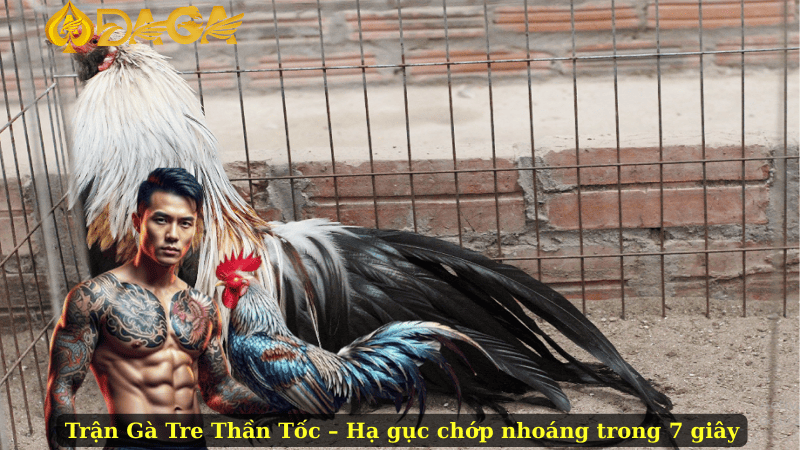 Trận Gà Tre Thần Tốc – Hạ gục chớp nhoáng trong 7 giây