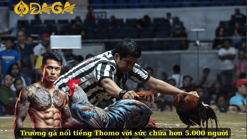 Trường gà nổi tiếng Thomo với sức chứa hơn 5.000 người