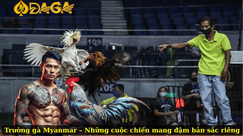 Trường gà Myanmar – Những cuộc chiến mang đậm bản sắc riêng