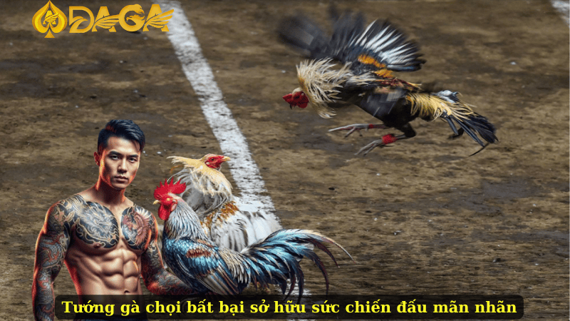 Tướng gà chọi bất bại sở hữu sức chiến đấu mãn nhãn