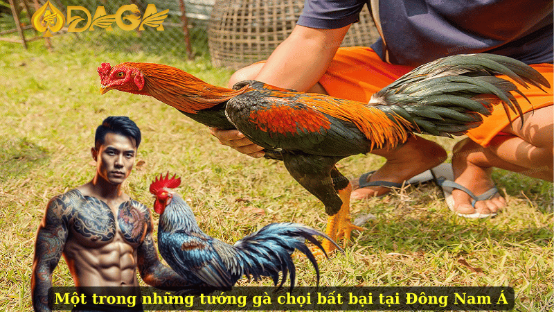 Một trong những tướng gà chọi bất bại tại Đông Nam Á