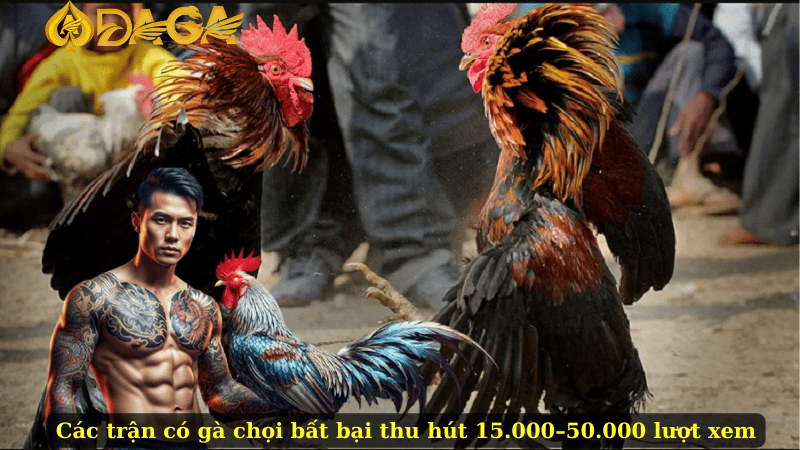 Các trận có gà chọi bất bại thu hút 15.000–50.000 lượt xem