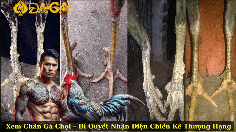 Xem Chân Gà Chọi – Bí Quyết Nhận Diện Chiến Kê Thượng Hạng