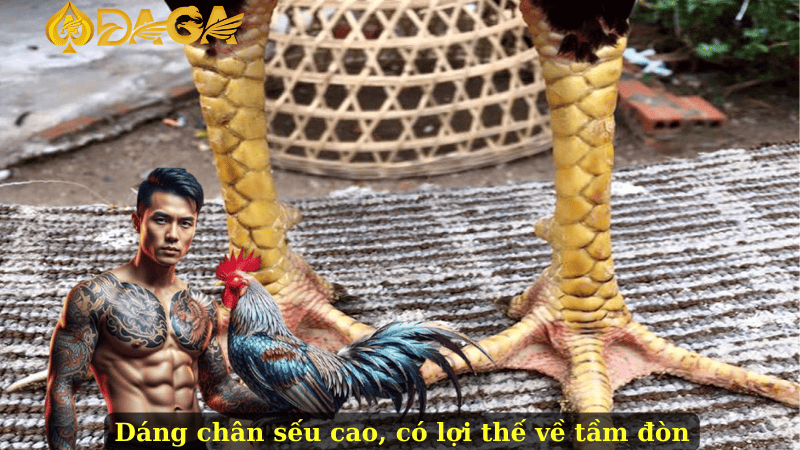 Dáng chân sếu cao, có lợi thế về tầm đòn