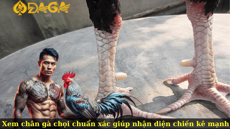 Xem chân gà chọi chuẩn xác giúp nhận diện chiến kê mạnh