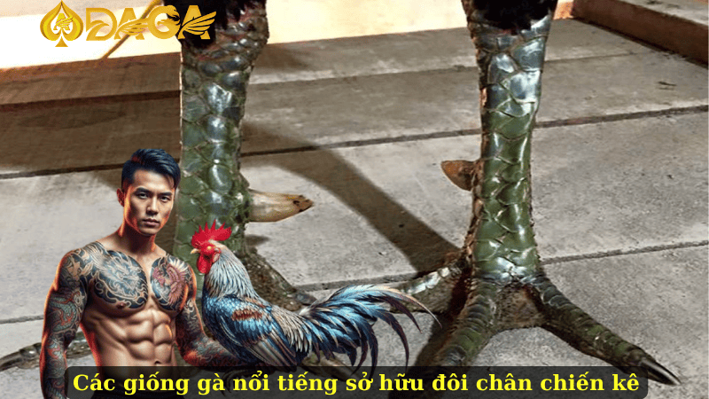 Các giống gà nổi tiếng sở hữu đôi chân chiến kê