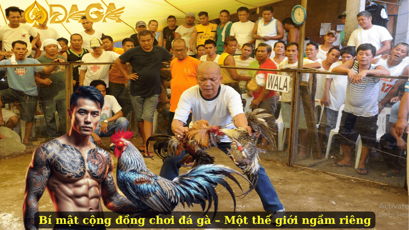 Bí mật cộng đồng chơi đá gà – Một thế giới ngầm riêng