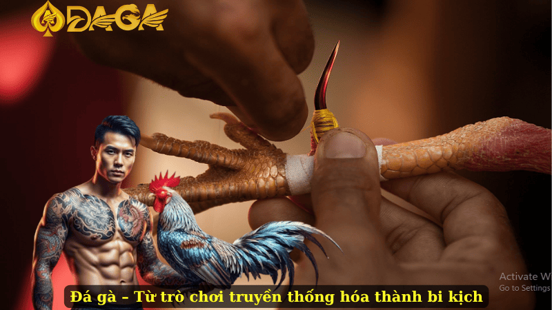 Đá gà – Từ trò chơi truyền thống hóa thành bi kịch