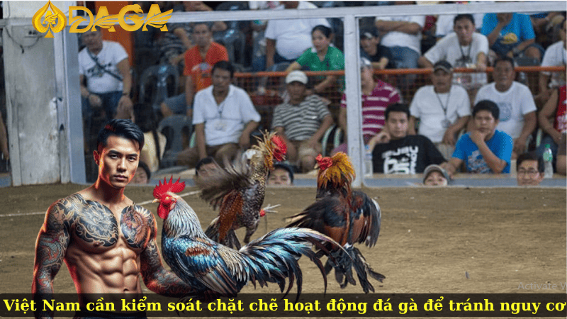 Việt Nam cần kiểm soát chặt chẽ hoạt động đá gà để tránh nguy cơ