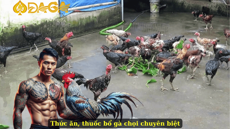 Thức ăn, thuốc bổ gà chọi chuyên biệt
