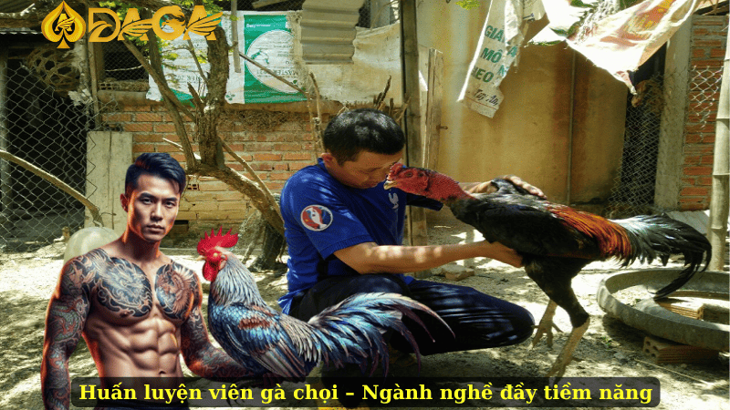 Huấn luyện viên gà chọi – Ngành nghề đầy tiềm năng