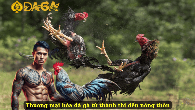 Thương mại hóa đá gà từ thành thị đến nông thôn