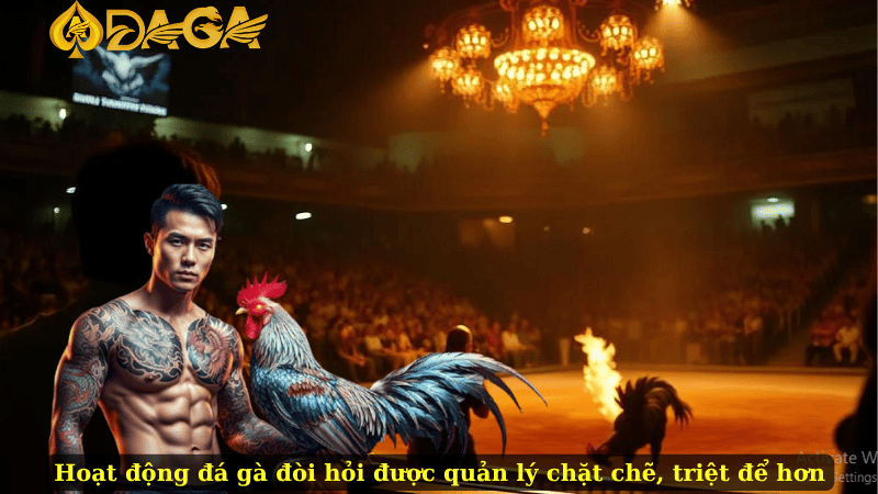 Hoạt động đá gà đòi hỏi được quản lý chặt chẽ, triệt để hơn