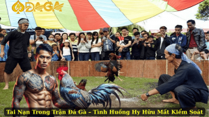 Tai Nạn Trong Trận Đá Gà – Tình Huống Hy Hữu Mất Kiểm Soát