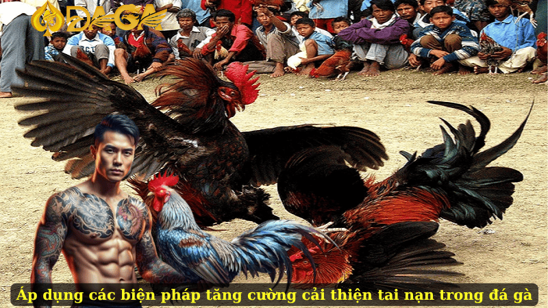 Áp dụng các biện pháp tăng cường cải thiện tai nạn trong đá gà